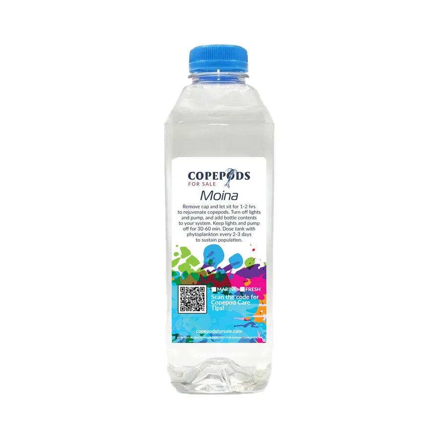 Freshwater Moina (16oz) – High-Nutrition Micro Food